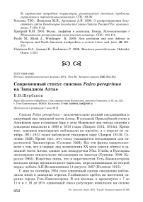 Современный статус сапсана Falco peregrinus на Западном Алтае