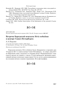 Встреча бородатой неясыти Strix nebulosa в центре Санкт-Петербурга