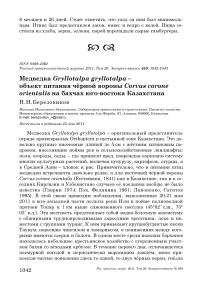 Медведка Gryllotalpa gryllotalpa - объект питания чёрной вороны Corvus corone orientalis на бахчах юго-востока Казахстана