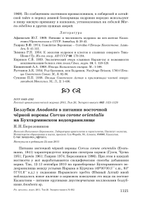 Беззубки Anodonta в питании восточной чёрной вороны Corvus corone orientalis на Бухтарминском водохранилище