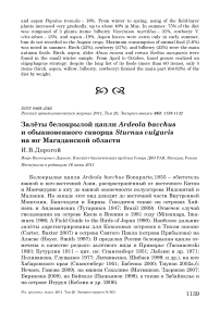 Залёты белокрылой цапли Ardeola bacchus и обыкновенного скворца Sturnus vulgaris на юг Магаданской области