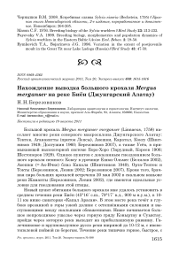 Нахождение выводка большого крохаля Mergus merganser на реке Биён (Джунгарский Алатау)