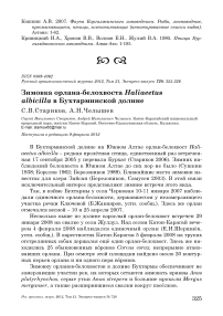 Зимовка орлана-белохвоста Haliaeetus albicilla в Бухтарминской долине