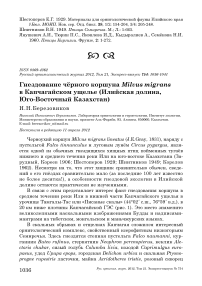 Гнездование чёрного коршуна Milvus migrans в Капчагайском ущелье (Илийская долина, Юго-Восточный Казахстан)