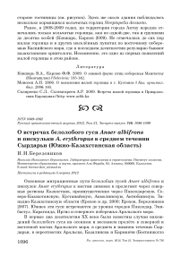 О встречах белолобого гуся Anser albifrons и пискульки A. erythropus в среднем течении Сырдарьи (Южно-Казахстанская область)