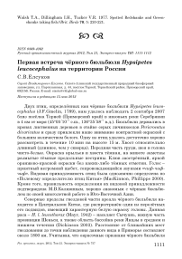 Первая встреча чёрного бюльбюля Hypsipetes leucocephalus на территории России