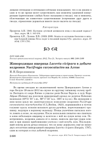 Живородящая ящерица Lacerta vivipara в добыче кедровки Nucifraga caryocatactes на Алтае