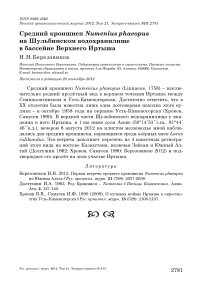 Средний кроншнеп Numenius phaeopus на Шульбинском водохранилище в бассейне Верхнего Иртыша