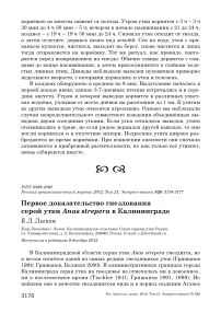 Первое доказательство гнездования серой утки Anas strepera в Калининграде