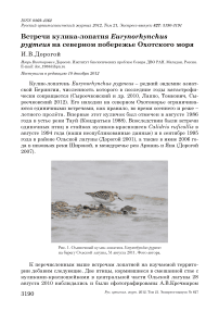 Встречи кулика-лопатня Eurynorhynchus pygmeus на северном побережье Охотского моря
