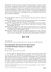 Гнездование белохвостой пигалицы Vanellochettusia leucura в Крыму