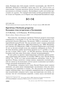 Кречётка Chettusia gregaria: большая стая встречена в Калмыкии