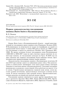 Первое доказательство гнездования канюка Buteo buteo в Калининграде