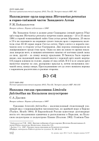 Нахождение орла-карлика Hieraaetus pennatus в горно-таёжной части Западного Алтая