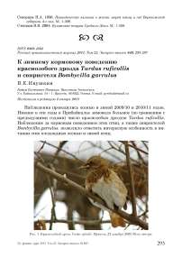 К зимнему кормовому поведению краснозобого дрозда  Turdus ruficollis и свиристеля  Bombycilla garrulus