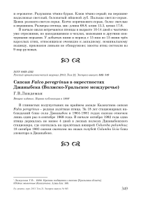 Сапсан Falco peregrinus в окрестностях Джаныбека (Волжско-Уральское междуречье)