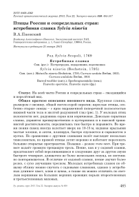 Птицы России и сопредельных стран: ястребиная славка Sylvia nisoria