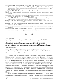 Встреча рыжебрюхого дятла Dendrocopos hyperythrus на восточных склонах Сихотэ-Алиня