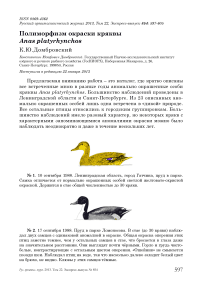 Полиморфизм окраски кряквы Anas platyrhynchos