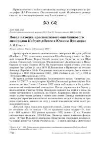 Новая находка красноклювого ошейникового зимородка Halcyon pileata в Южном Приморье