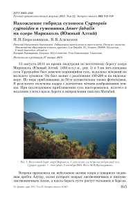 Нахождение гибрида сухоноса Cygnopsis cygnoides и гуменника Anser fabalis на озере Маркаколь (Южный Алтай)
