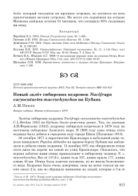 Новый залёт сибирских кедровок Nucifraga caryocatactes macrorhynchos на Кубань