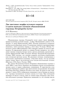 Две цветовые морфы пухового наряда в одном выводке птенцов обыкновенной горлицы Streptopelia turtur