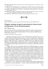 Первая зимняя встреча шилохвости Anas acuta на Иртыше в Усть-Каменогорске