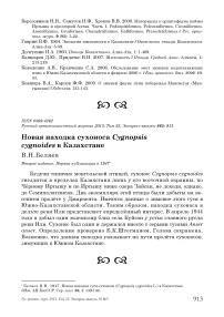Новая находка сухоноса Cygnopsis cygnoides в Казахстане