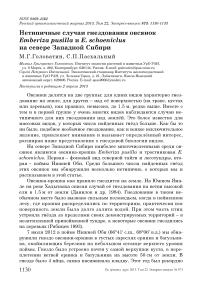 Нетипичные случаи гнездования овсянок Emberiza pusilla и E . schoeniclus на севере Западной Сибири