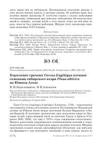 Кормление грачами Corvus frugilegus птенцов семенами сибирского кедра Pinus sibirica на Южном Алтае