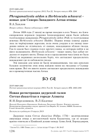 Новая регистрация даурской галки Corvus dauuricus в городе Алматы