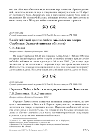 Залёт жёлтой цапли Ardea ralloides на озеро Сорбулак (Алма-Атинская область)