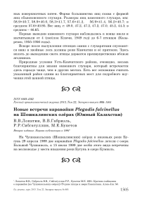 Новые встречи каравайки Plegadis falcinellus на Шошкалинских озёрах (Южный Казахстан)