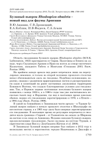 Буланый вьюрок Rhodospiza obsoleta – новый вид для фауны Армении