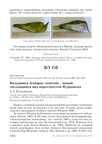 Вальдшнеп Scolopax rusticola – новый гнездящийся вид окрестностей Мурманска