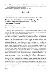 Токование алтайского улара Tetraogallus altaicus в хребте Тункинские Гольцы (Восточный Саян)