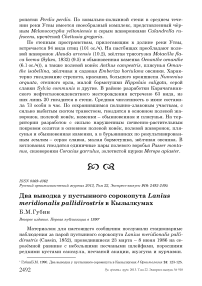 Два выводка у пустынного сорокопута Lanius meridionalis pallidirostris в Кызылкумах