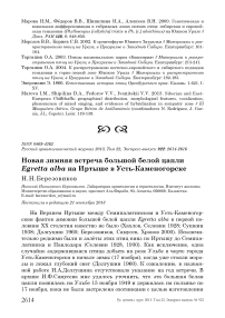 Новая зимняя встреча большой белой цапли Egretta alba на Иртыше в Усть-Каменогорске