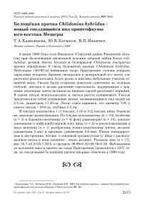 Белощёкая крачка Chlidonias hybridus – новый гнездящийся вид орнитофауны юго-востока Мещеры