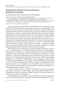 Армянская чайка Larus armenicus – новый вид России