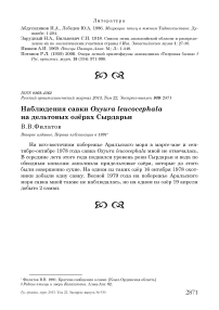 Наблюдения савки Oxyura leucocephala на дельтовых озёрах Сырдарьи