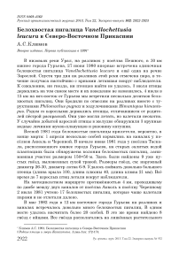 Белохвостая пигалица Vanellochettusia leucura в северо-восточном Прикаспии