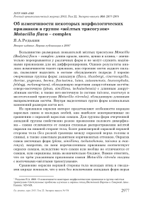 Об изменчивости некоторых морфологических признаков в группе «жёлтых трясогузок» Motacilla flava – complex