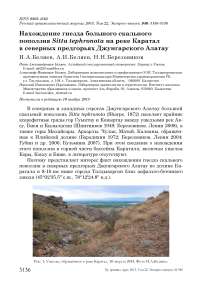 Нахождение гнезда большого скального поползня Sitta tephronota на реке Каратал в северных предгорьях Джунгарского Алатау