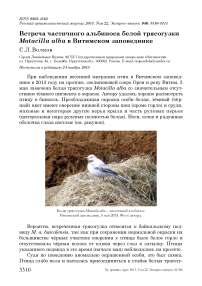 Встреча частичного альбиноса белой трясогузки motacilla alba в витимском заповеднике