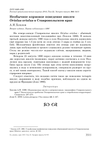 Необычное кормовое поведение иволги Oriolus oriolus в Ставропольском крае