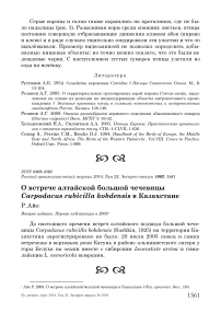 О встрече алтайской большой чечевицы Carpodacus rubicilla kobdensis в Казахстане