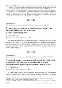 Первые регистрации черноголового хохотуна Larus ichthyaetus на Иртыше в Усть-Каменогорске