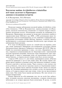 Хохлатая майна Acridotheres cristatellus всё-таки залетает в Приморье: давняя и недавняя встречи